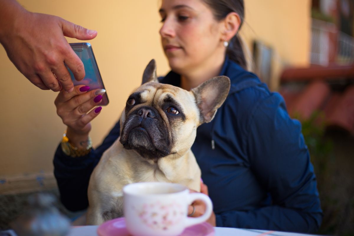 犬と入れるカフェのイメージ