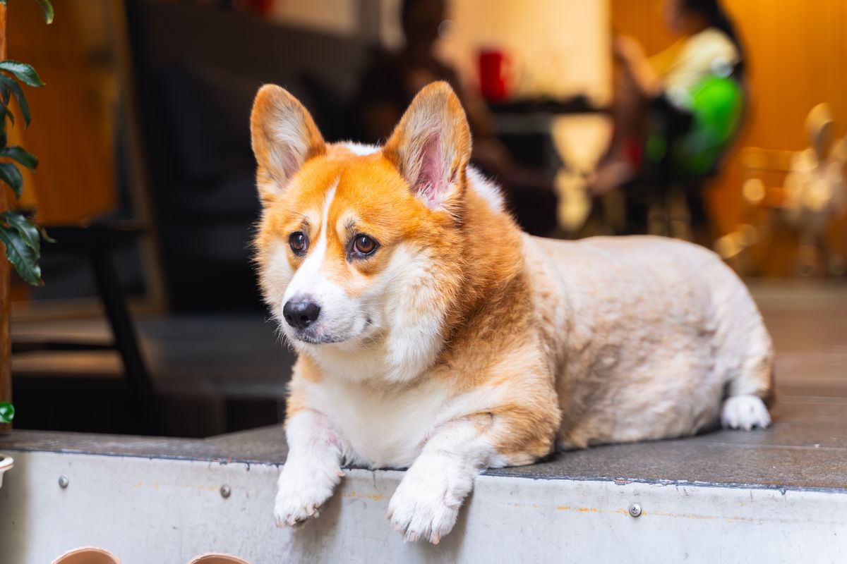 犬と入れるカフェのイメージ
