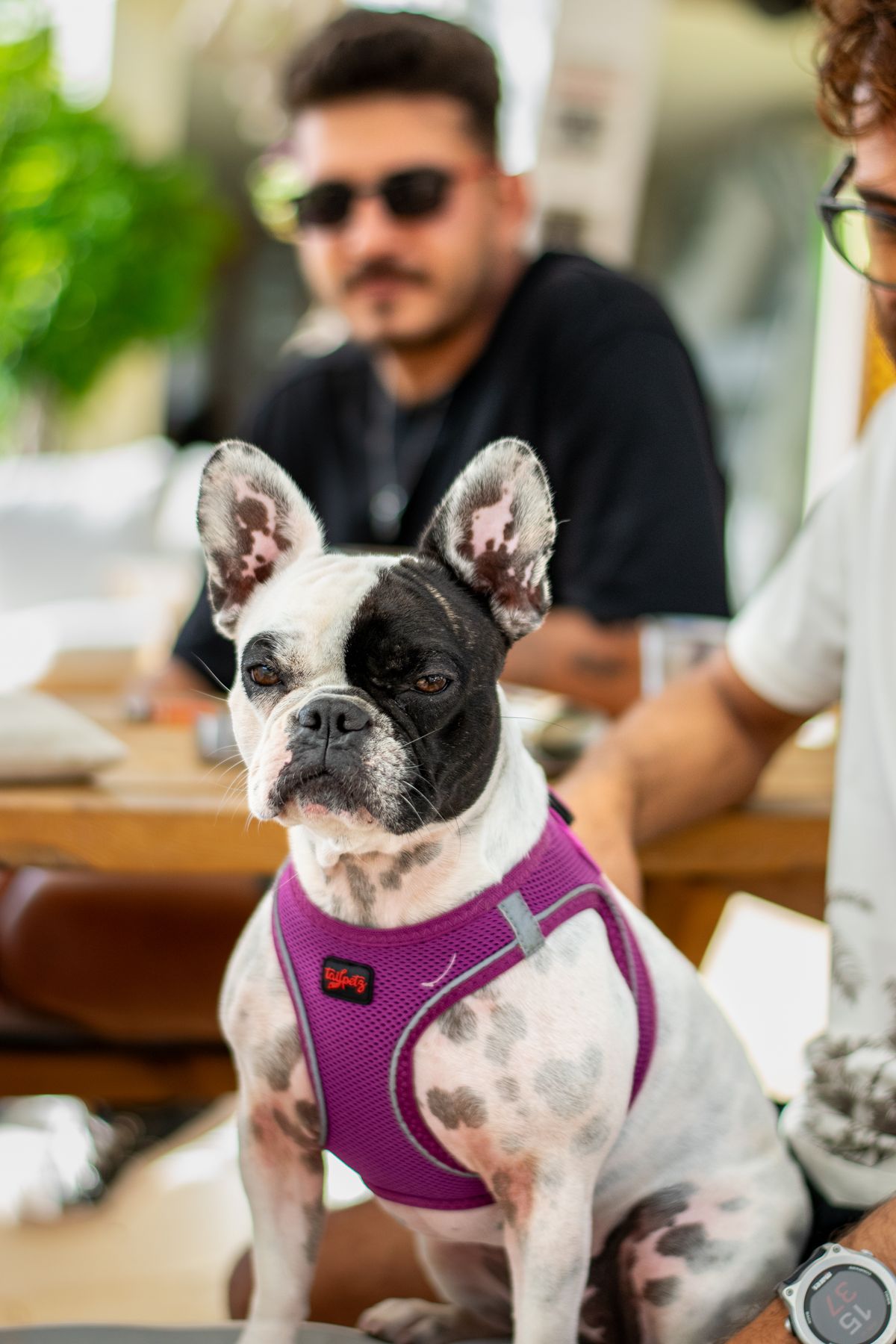 犬と入れるカフェのイメージ