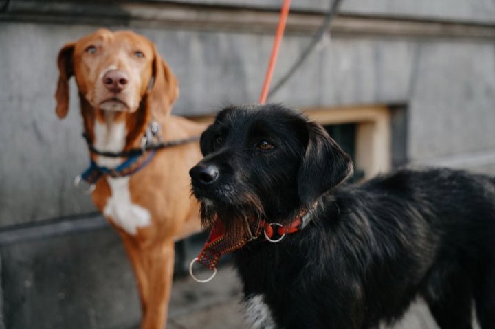 商業施設で散歩する犬（おでかけのイメージ）