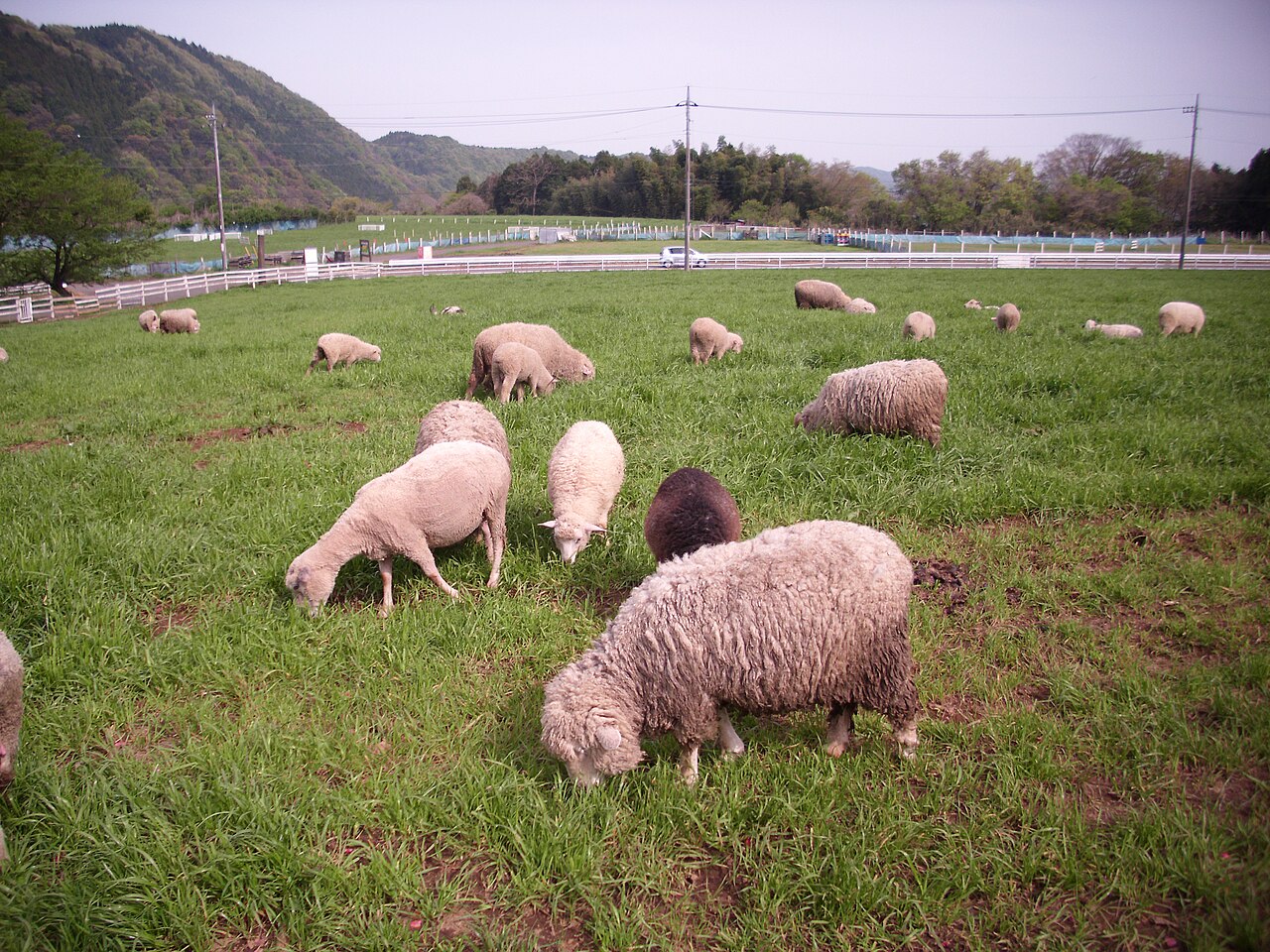 服部牧場（愛甲郡愛川町）の写真