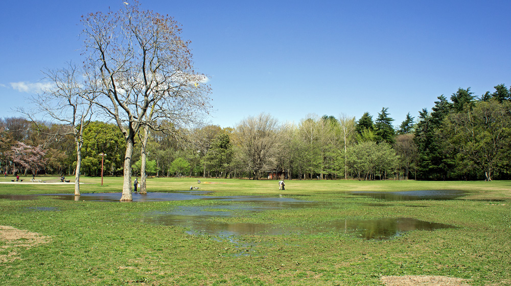 小金井公園（小金井市）の写真