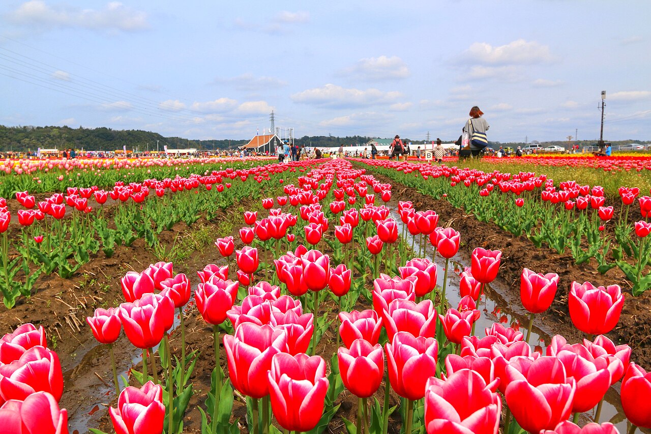 佐倉ふるさと広場（佐倉市）の写真