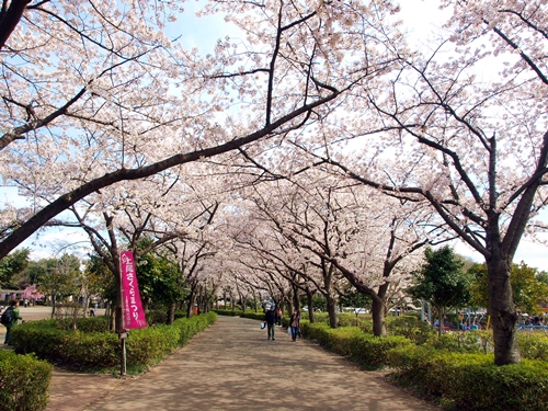 上尾丸山公園の写真