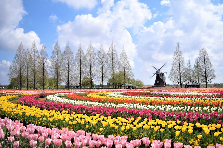 あけぼの山農業公園の写真