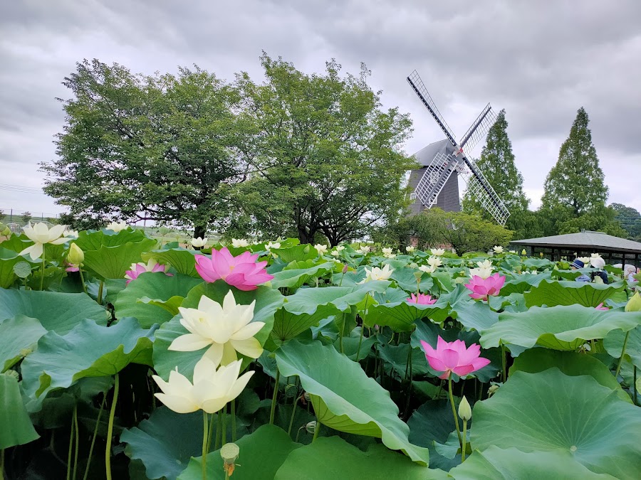 あけぼの山農業公園の写真