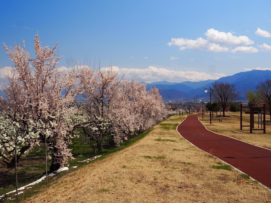 秋山川すももの郷公園の写真