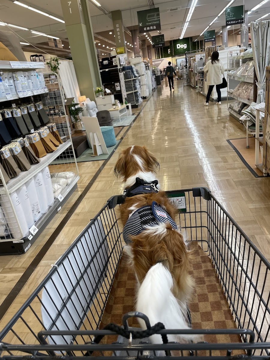 カインズ 町田多摩境店の写真