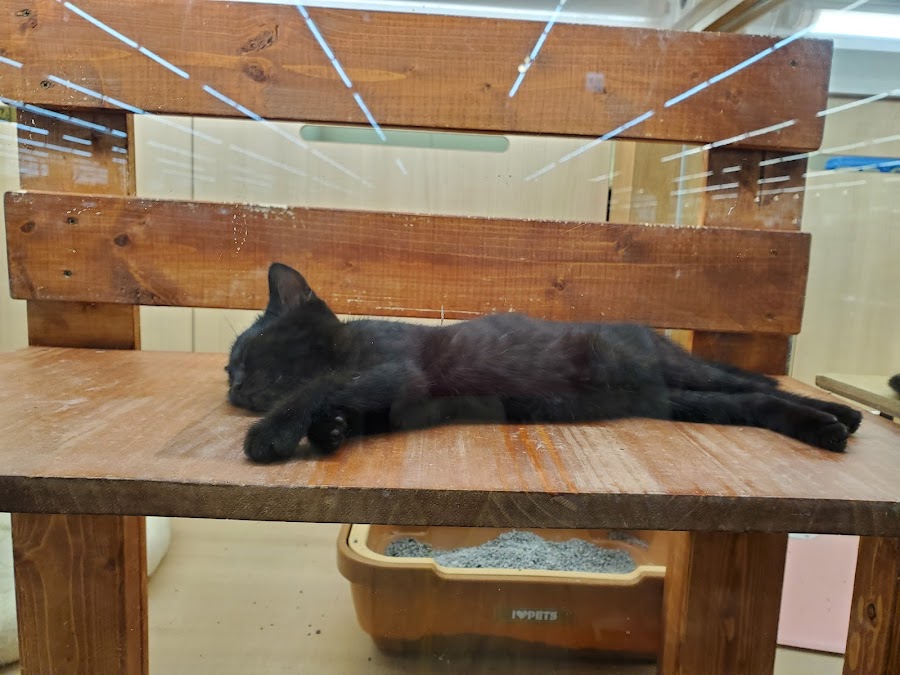 カインズ りんかんモール店の写真