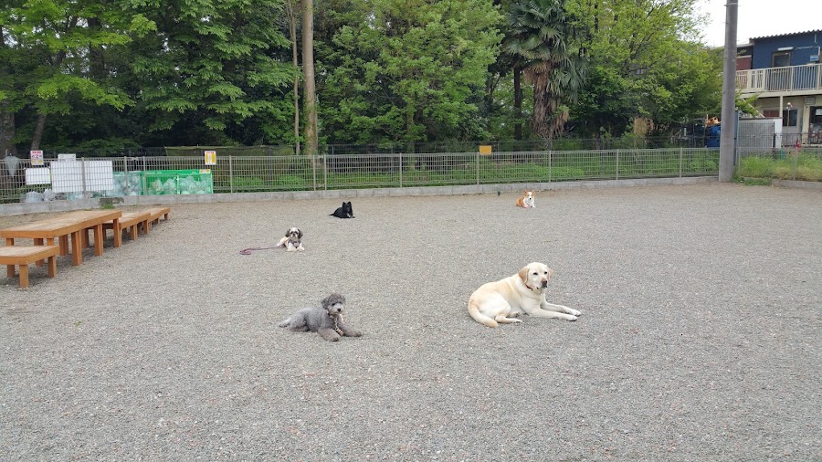 チビクロハウス ドッグランカフェの写真