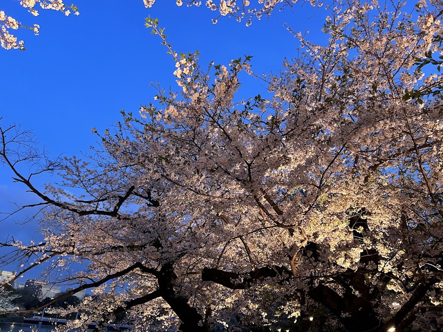 千鳥ヶ淵公園の写真
