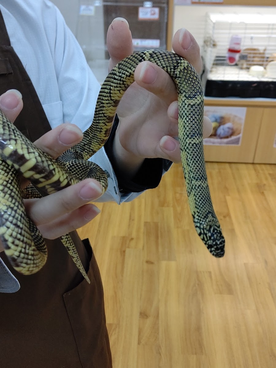 DCM一宮店の写真