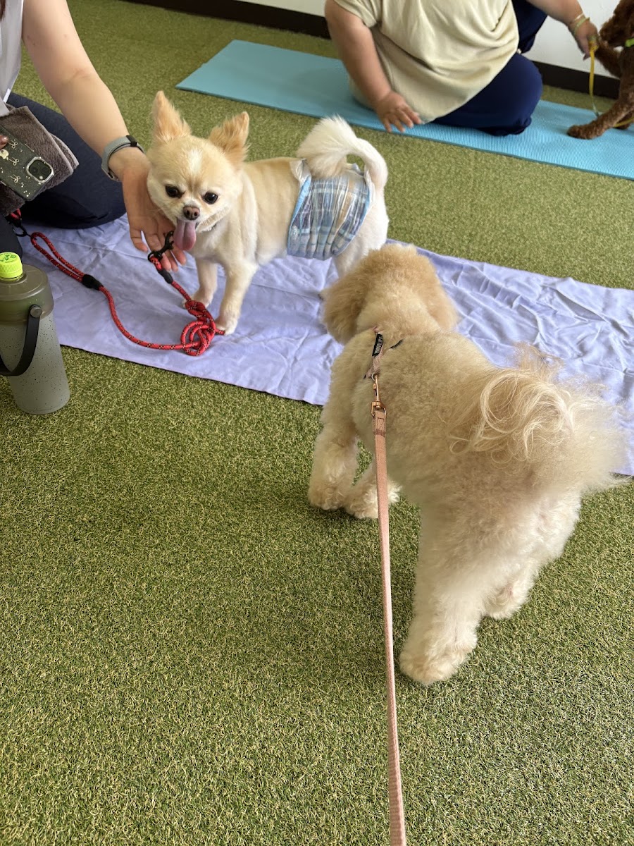 Doggy's Camp（ドギーズキャンプ）室内ドッグランの写真