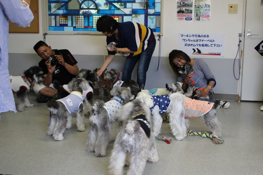 DogRunsWellの写真