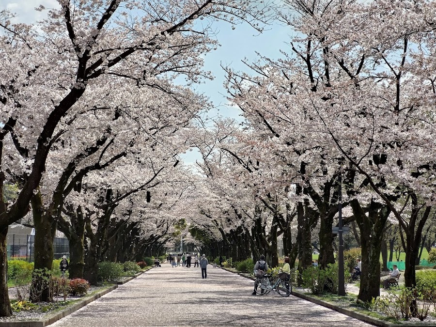 府中の森公園の写真