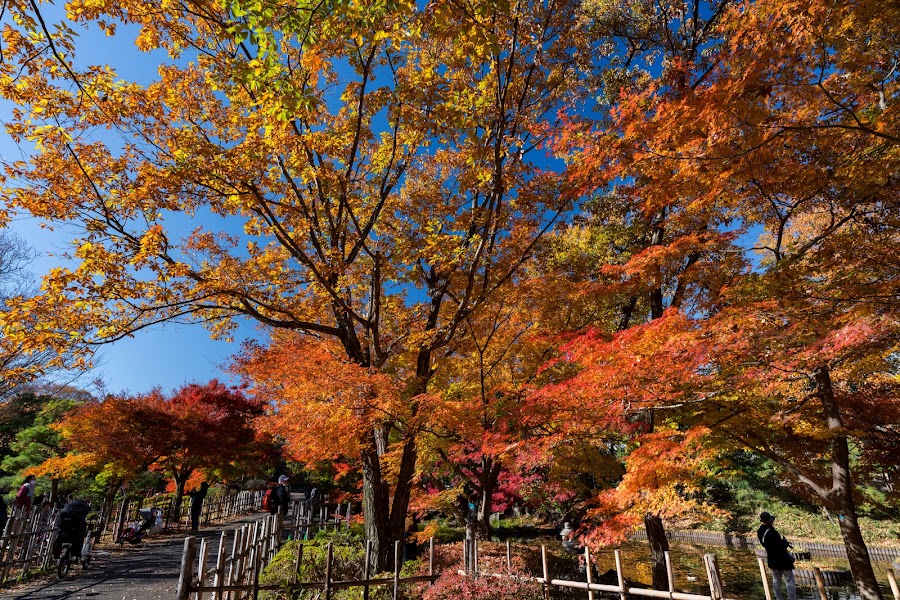 府中の森公園の写真