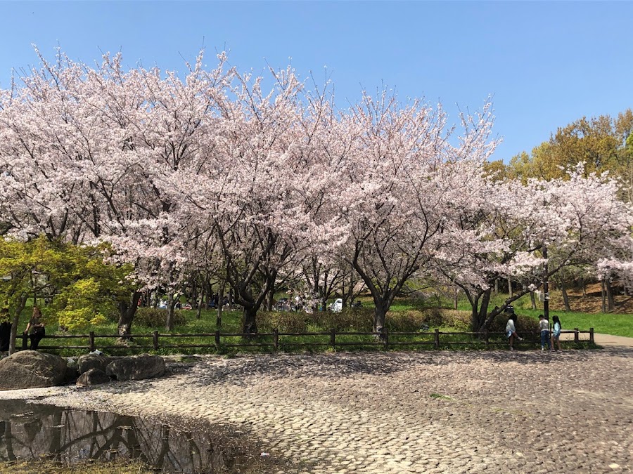 深北緑地の写真