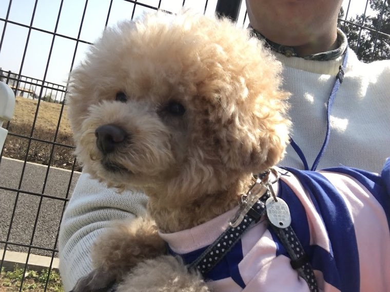 ふなばしアンデルセン公園ドッグランの写真