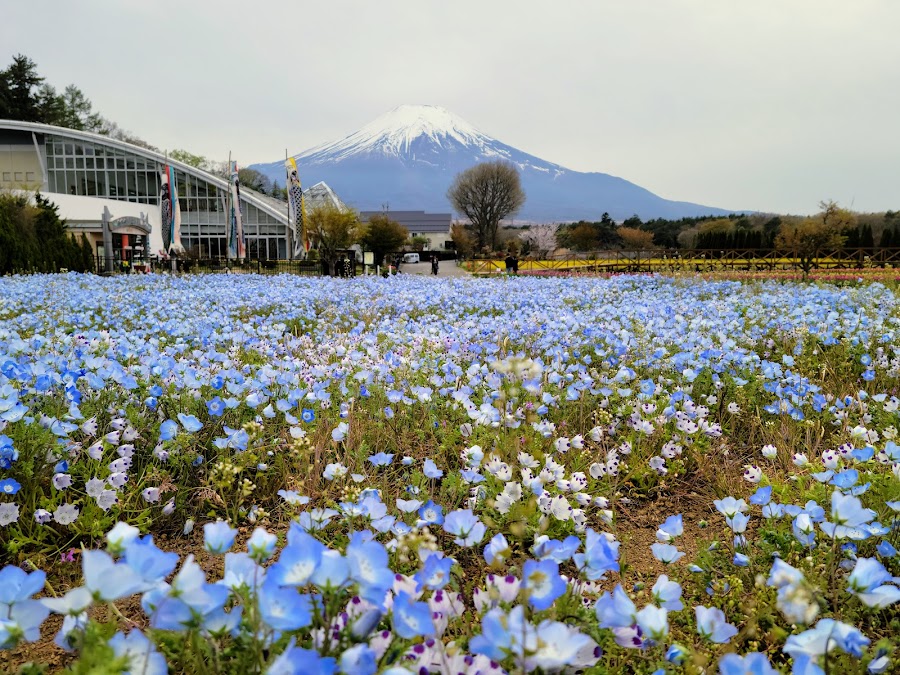 山中湖 花の都公園の写真