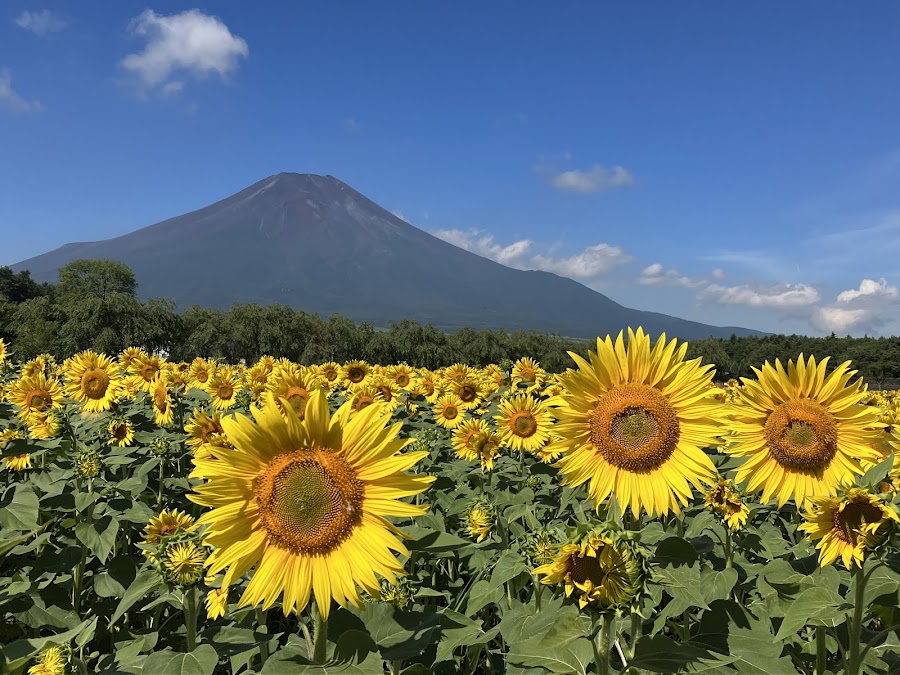 山中湖 花の都公園の写真