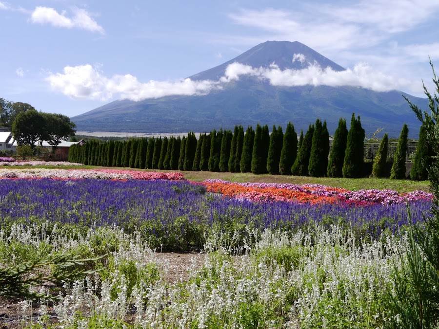 山中湖 花の都公園の写真