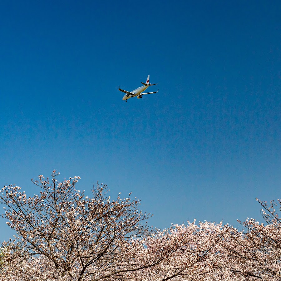服部ビオパーク ふれあい緑地ドッグランの写真