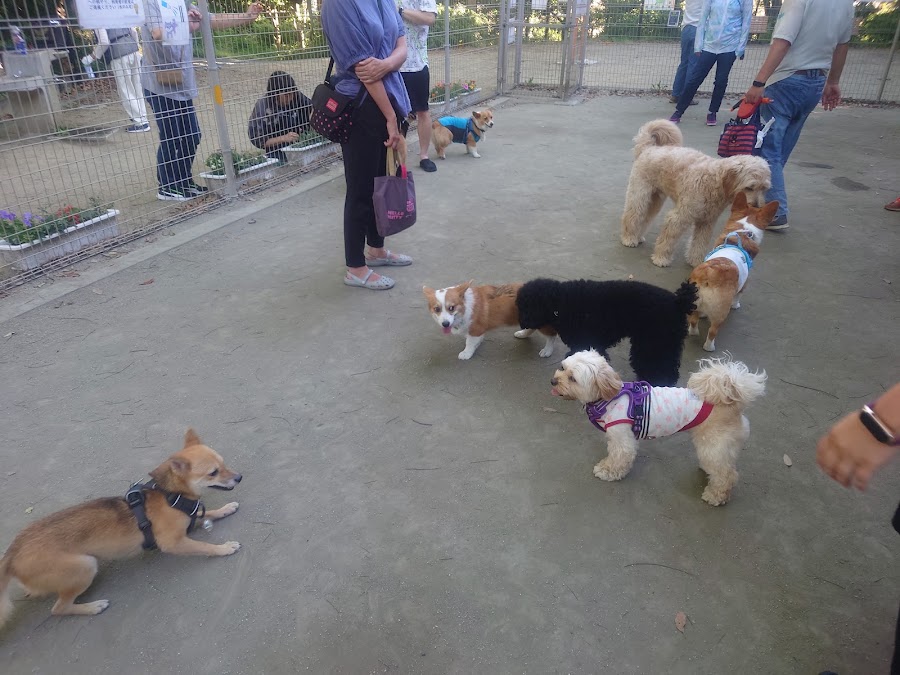 平和の森公園 犬の広場の写真