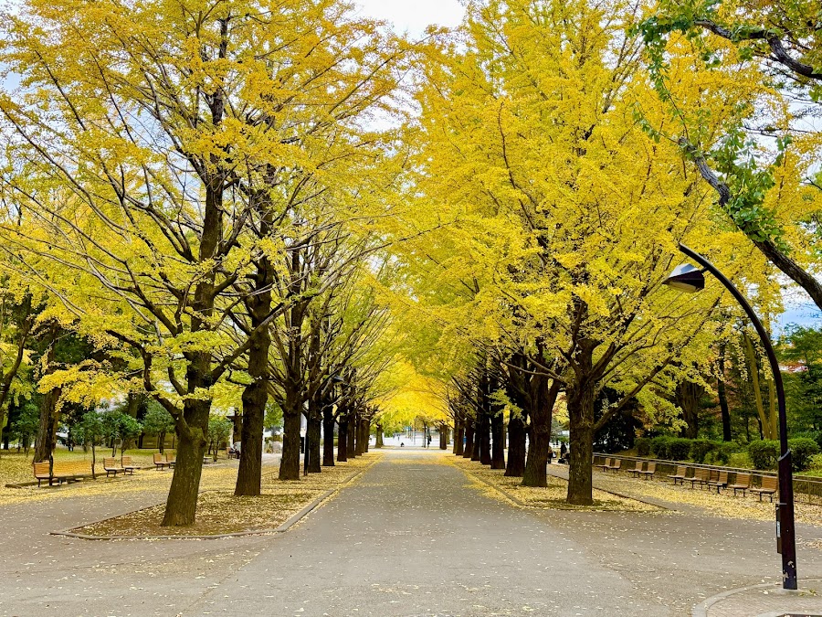 光が丘公園の写真