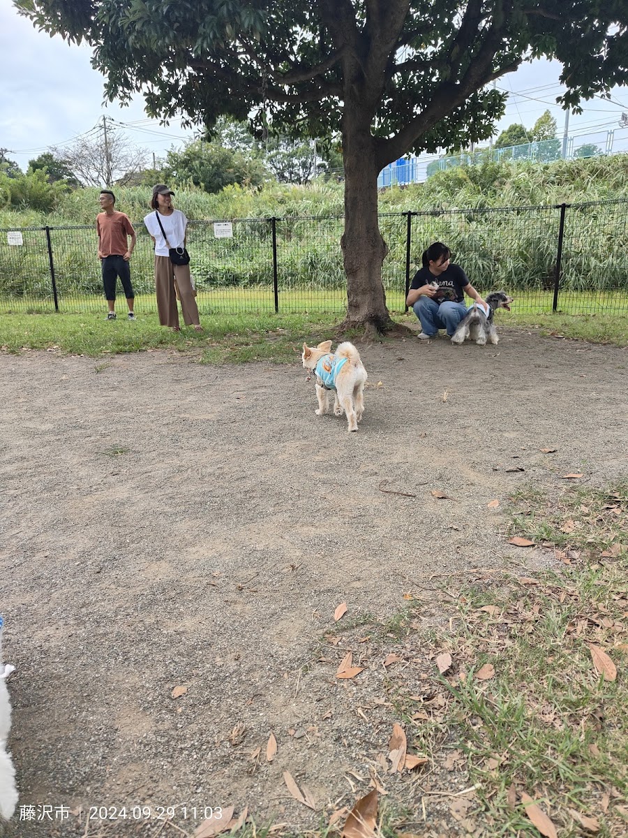 引地川親水公園ドッグパークの写真