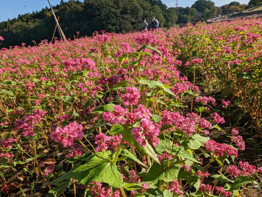 千葉県立 北総花の丘公園の写真