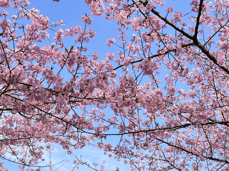 千葉県立 北総花の丘公園の写真