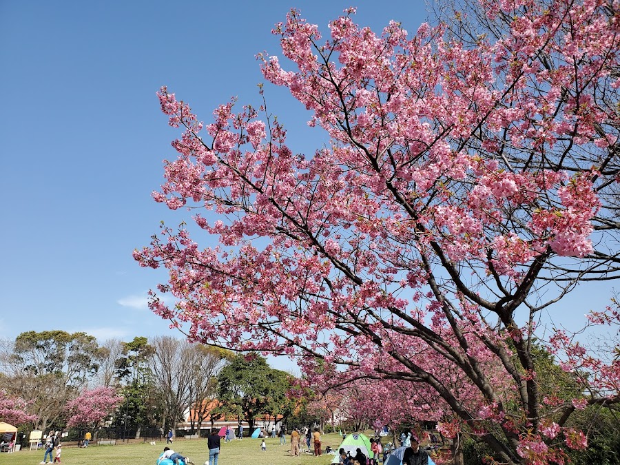 本牧山頂公園の写真
