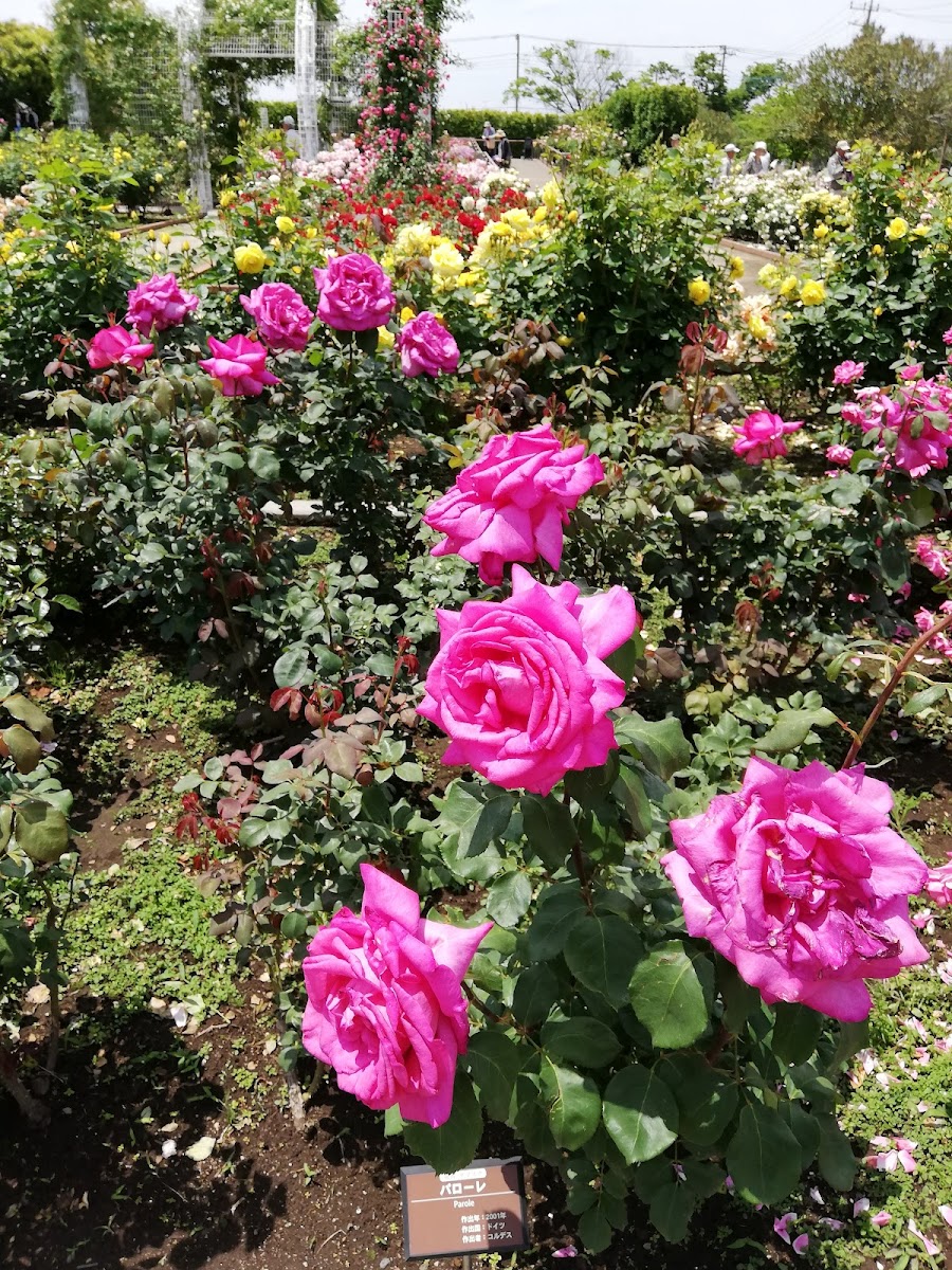 伊奈町制施行記念公園の写真