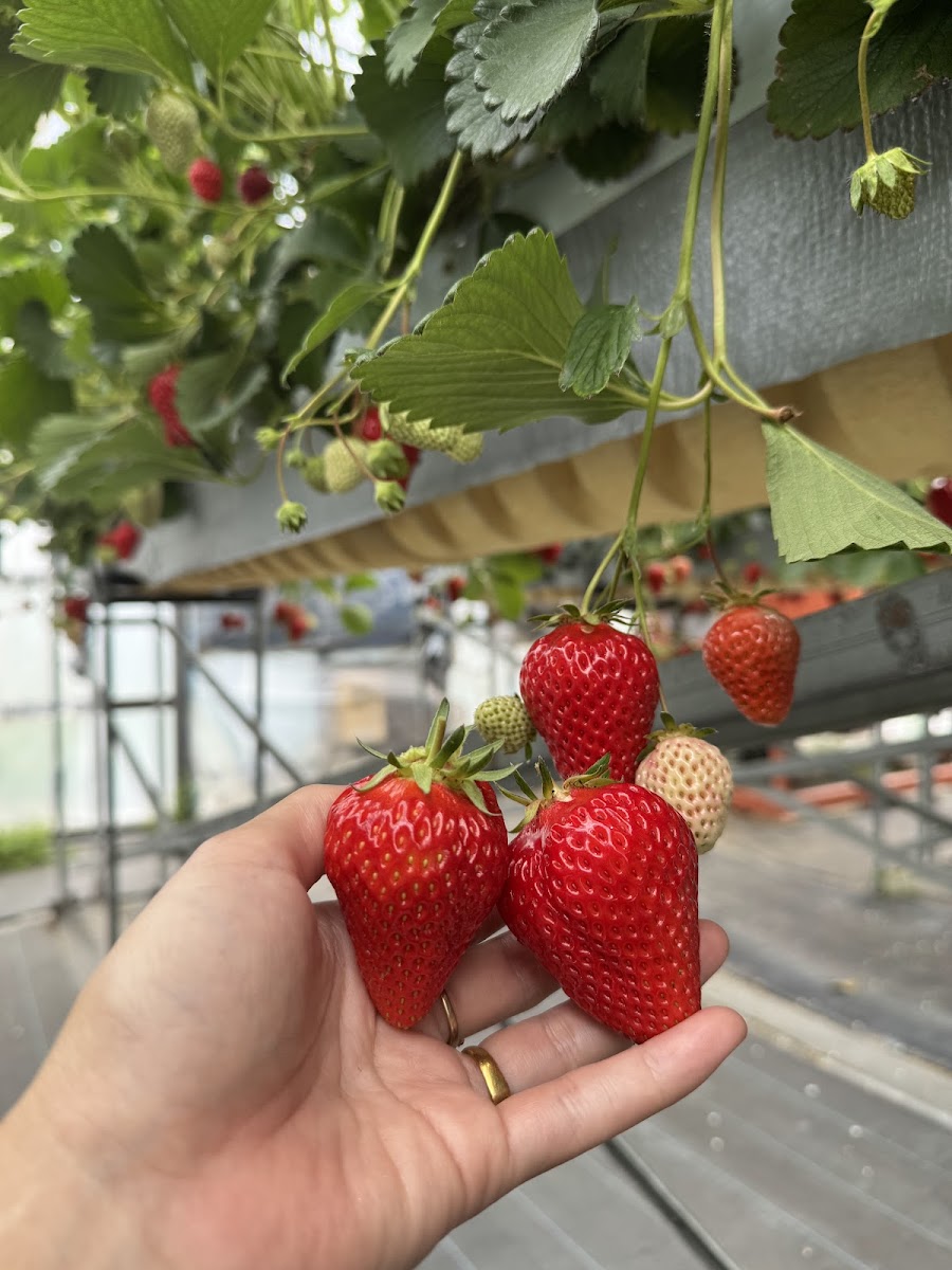 はびろ農業公園 みはらしファーム ドッグランの写真