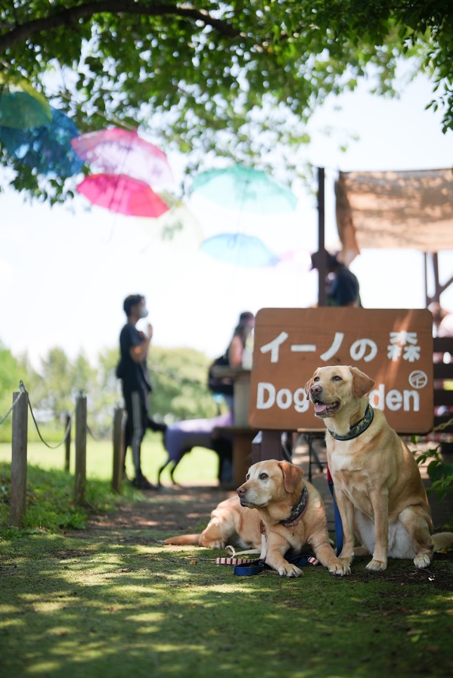 イーノの森 Dog Gardenの写真