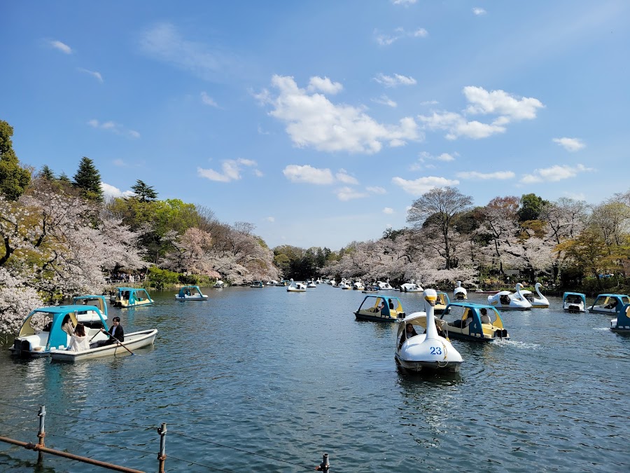 井の頭恩賜公園の写真