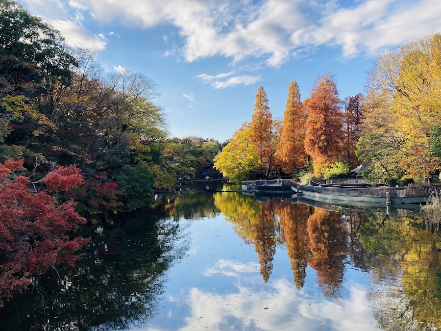 井の頭恩賜公園の写真