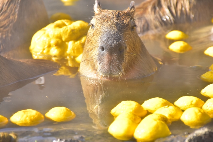 伊豆シャボテン動物公園の写真