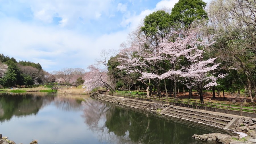 泉の森の写真
