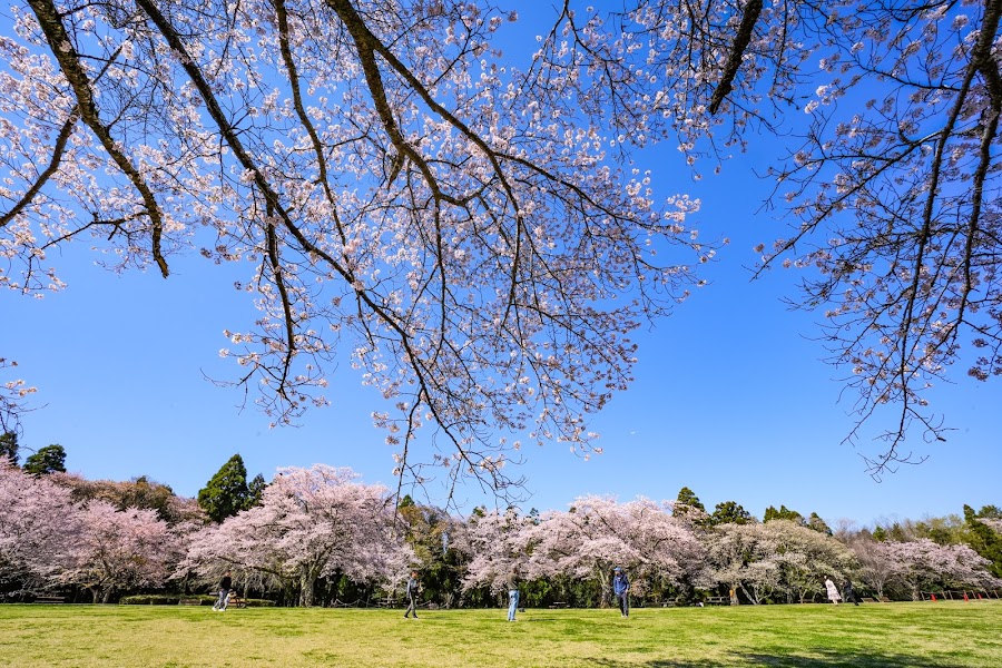 泉自然公園の写真