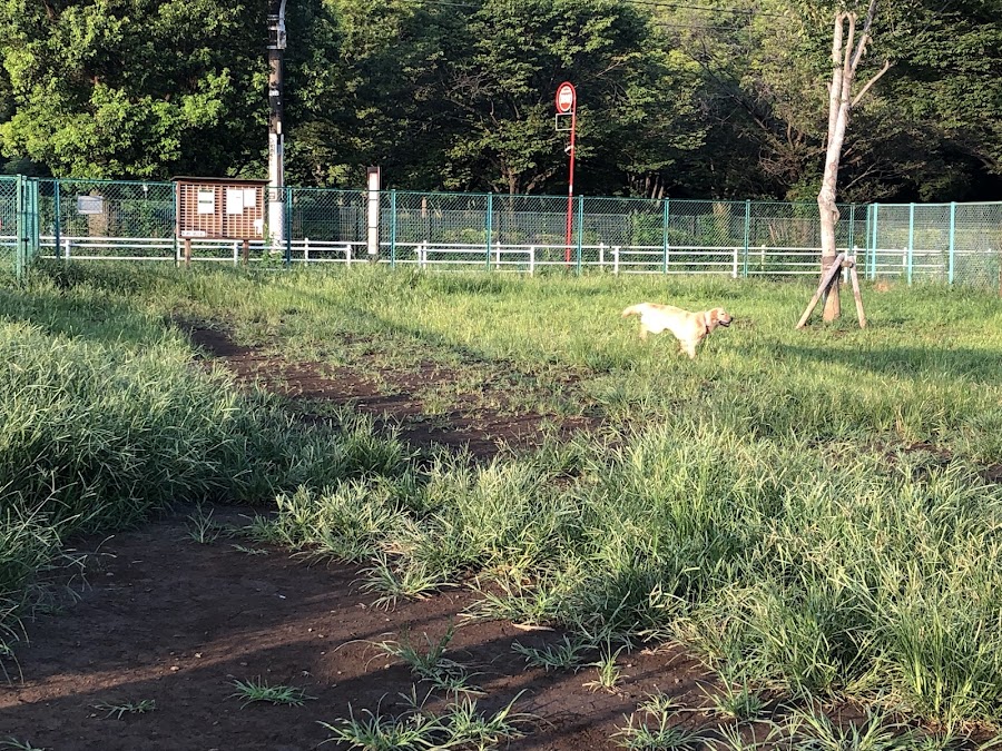 神代植物公園 ドッグランの写真