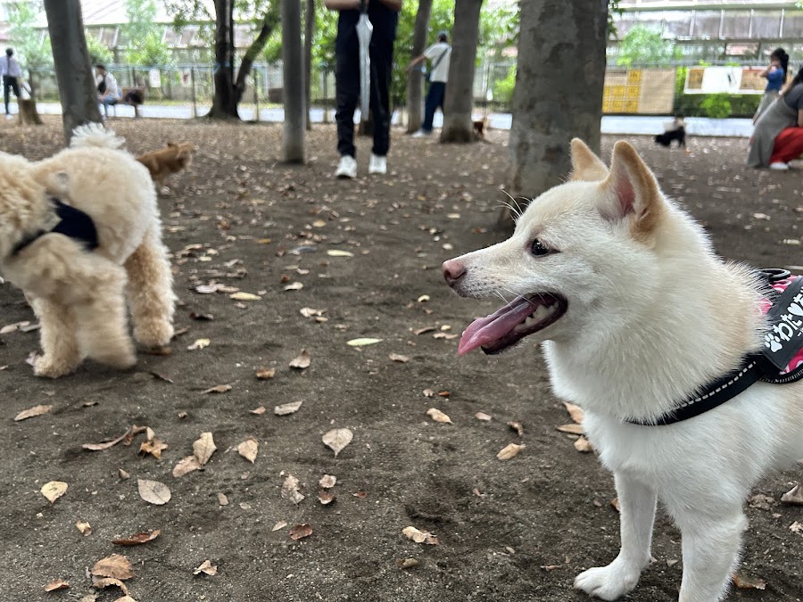 城北中央公園ドッグランの写真