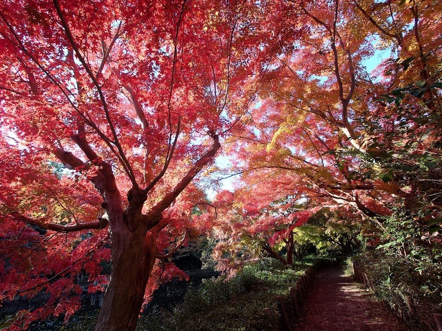 じゅん菜池緑地の写真