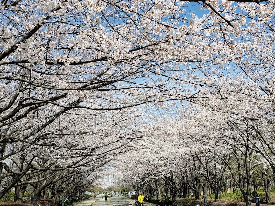 千葉県立柏の葉公園の写真