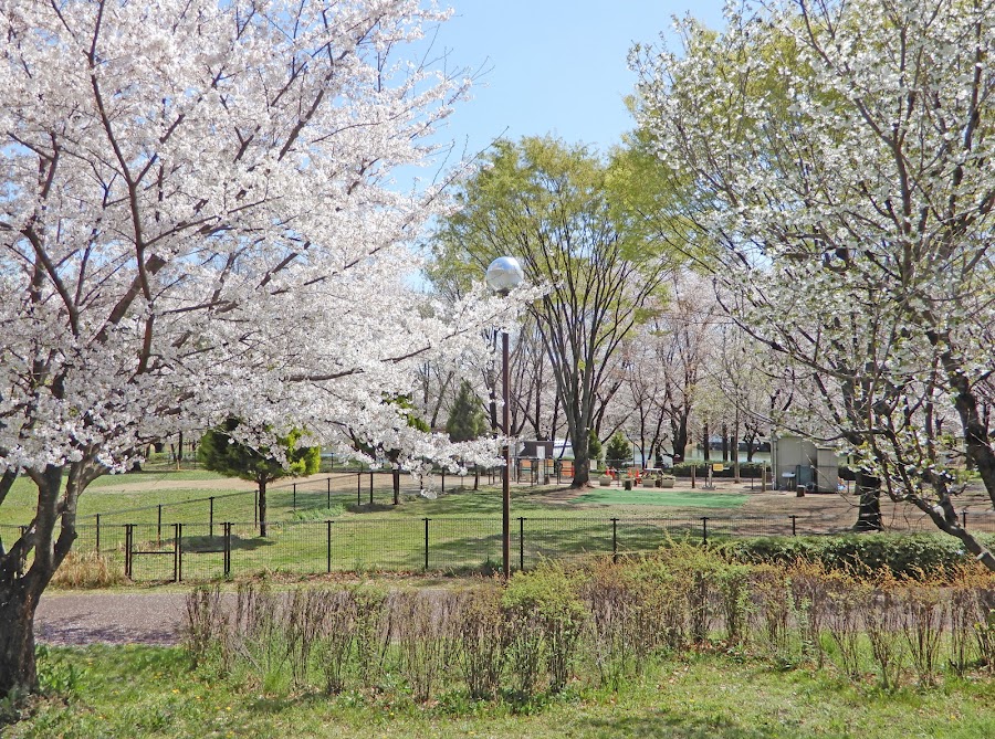 ホットスタッフ川越パーク（川越水上公園）ドッグランの写真