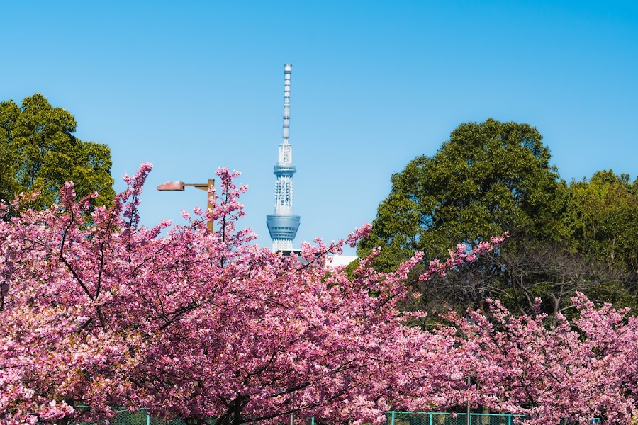 木場公園の写真