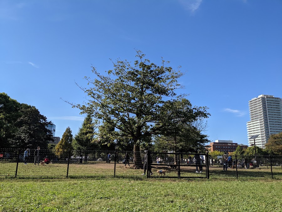 木場公園 ドッグランの写真