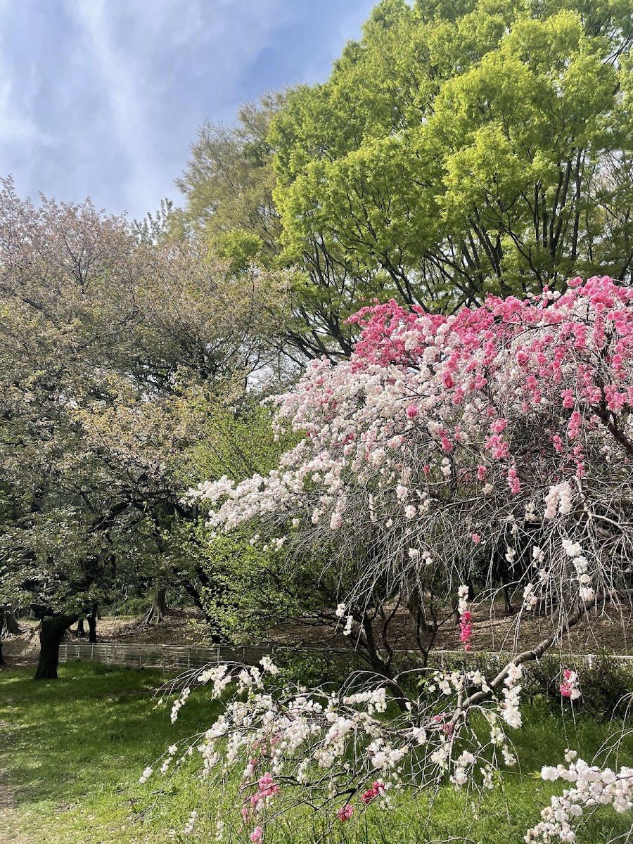 砧公園の写真