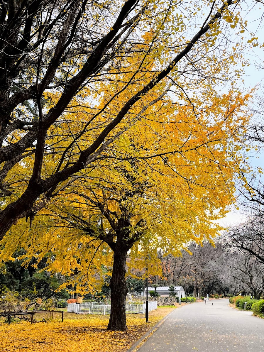 砧公園の写真