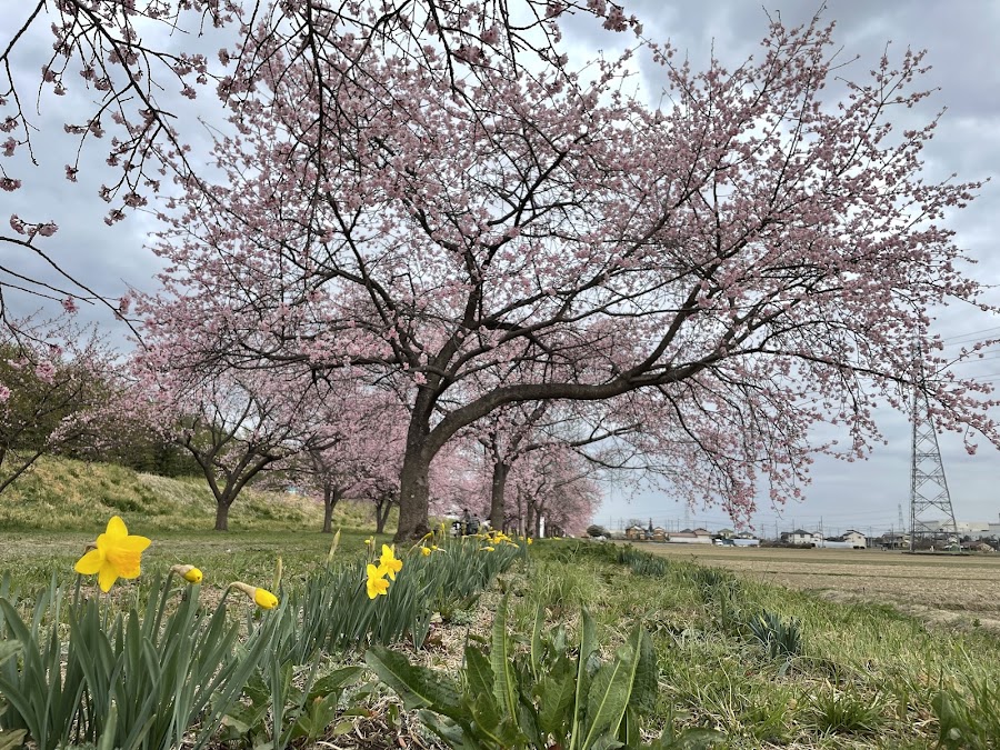 北浅羽桜堤公園の写真